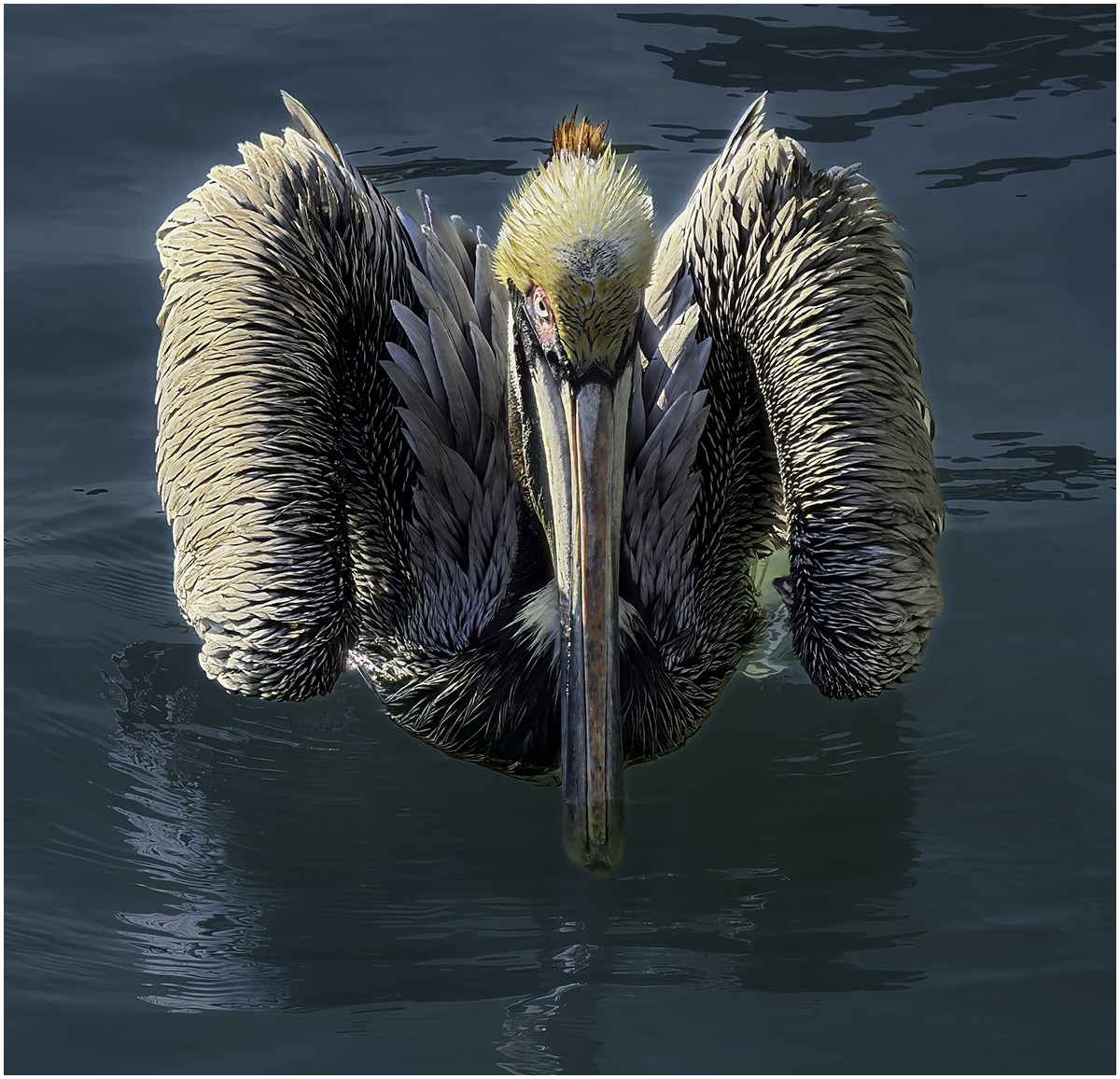 Greiss Jill Fierce Pelican Nature  Zoological   Class B 20260225